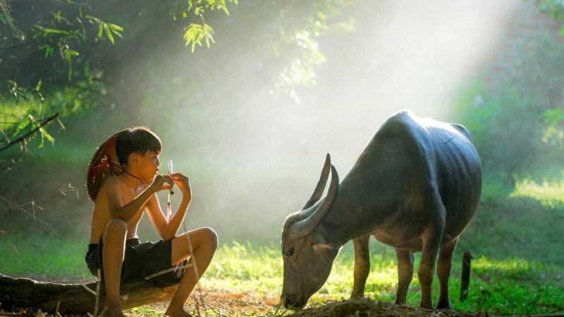 Nhóm trẻ em đang chơi đùa bên gốc cây cổ thụ trên cánh đồng lúa, mang lại hình ảnh bình yên.