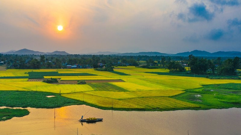 Cận cảnh những bông lúa chín vàng trĩu hạt, thể hiện sự sung túc và bình yên.