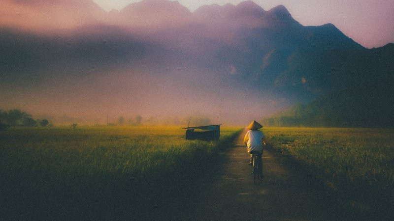 Góc đường làng với cây cổ thụ và tường rào, cảnh bình yên và mang dấu ấn thời gian.