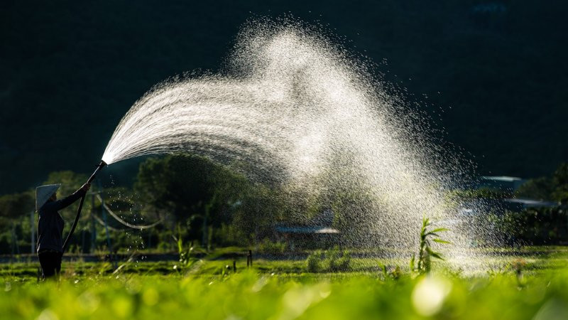 Đường mòn nhỏ giữa cánh đồng lúa xanh rì, dẫn lối vào cảnh bình yên thôn quê.