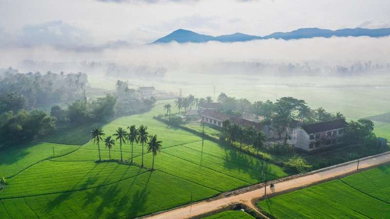 Toàn cảnh một cánh đồng lúa xanh mướt trải dài đến chân trời, mang lại cảm giác bình yên.