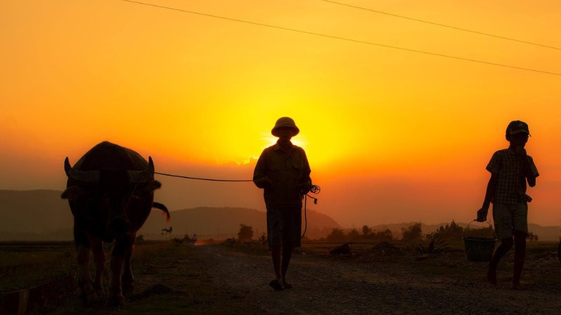 Ánh nắng chiều vàng rực rỡ chiếu qua những rặng cây, tạo nên khung cảnh bình yên lúc hoàng hôn.