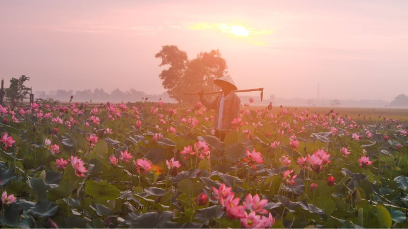 Đầm sen rộng lớn với những bông hoa sen hồng nở rộ, mang đến hình ảnh bình yên và thuần khiết.