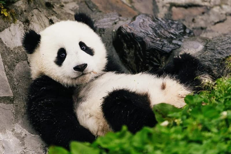 Ảnh chụp cận cảnh khuôn mặt gấu trúc