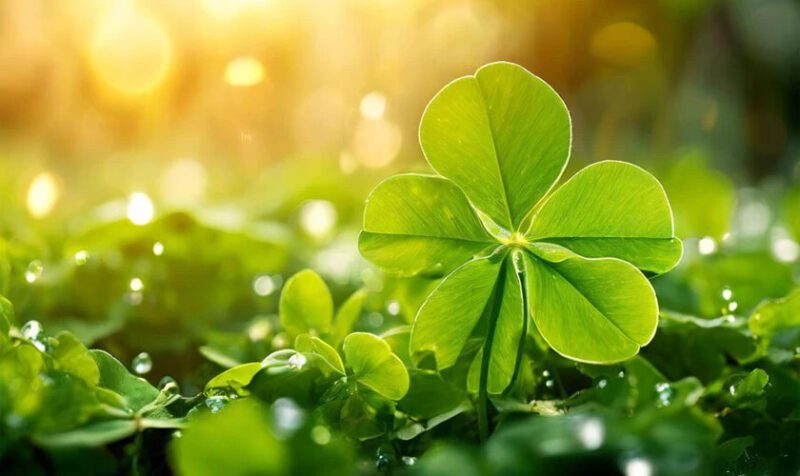 Ảnh đại diện Zalo mang lại may mắn với hình tượng tài lộc