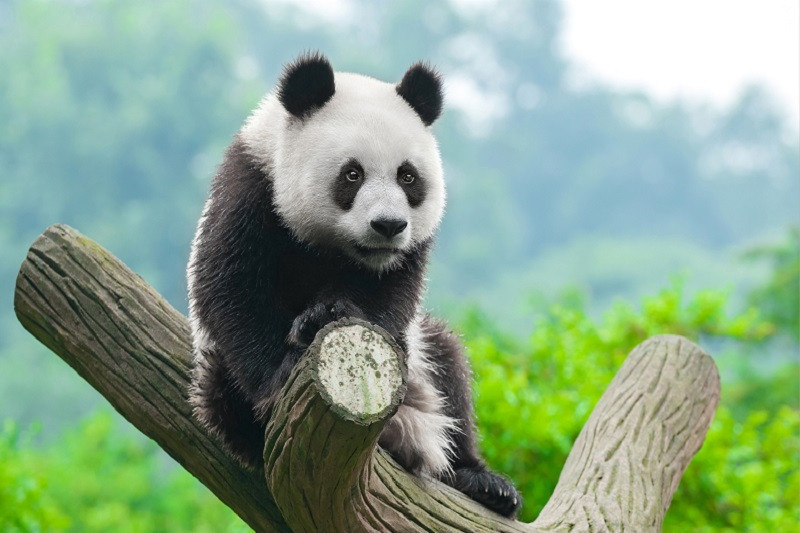 Ảnh gấu trúc con ngồi trên cành cây cao