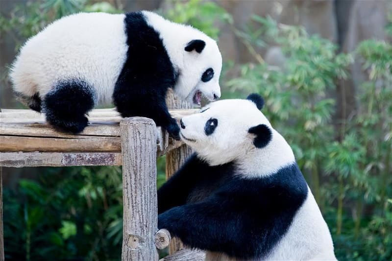Ảnh gấu trúc mẹ ôm gấu trúc con