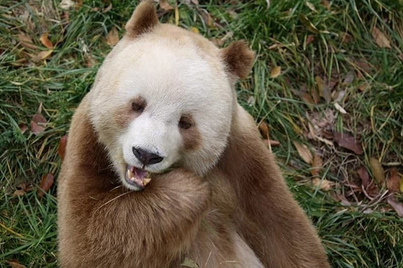 Ảnh gấu trúc nâu Qizai đang ngồi