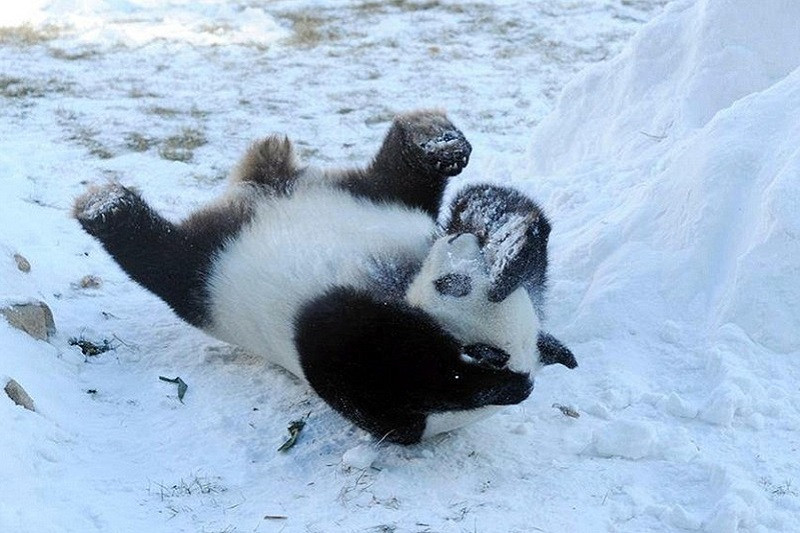 Ảnh gấu trúc ngồi giữa khung cảnh tuyết