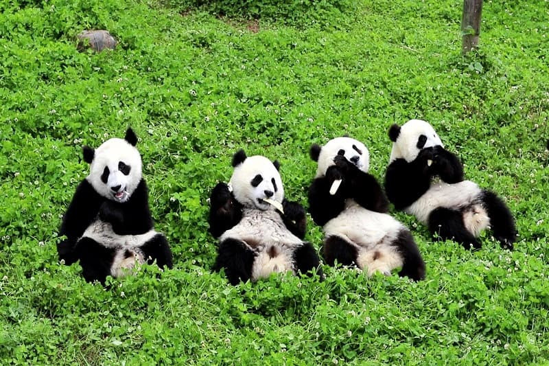 Ảnh gấu trúc ngồi thư giãn trên cành cây