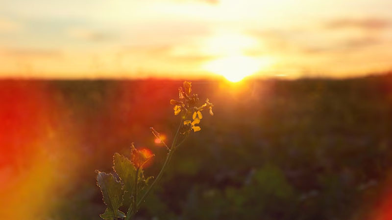 Ánh nắng bình minh xuyên qua những đám mây