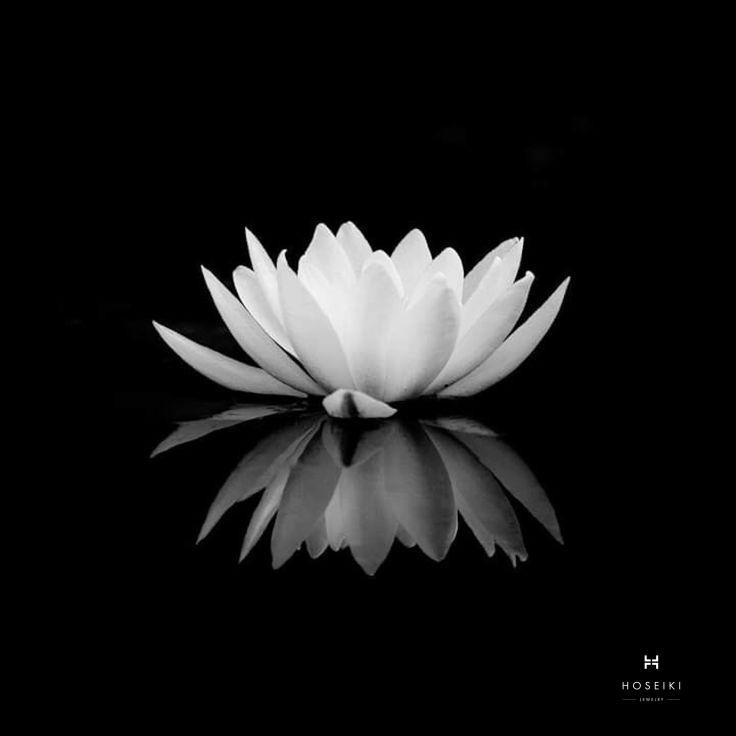 Ảnh sen trắng đen đám tang - đại diện sự thanh thản và an yên