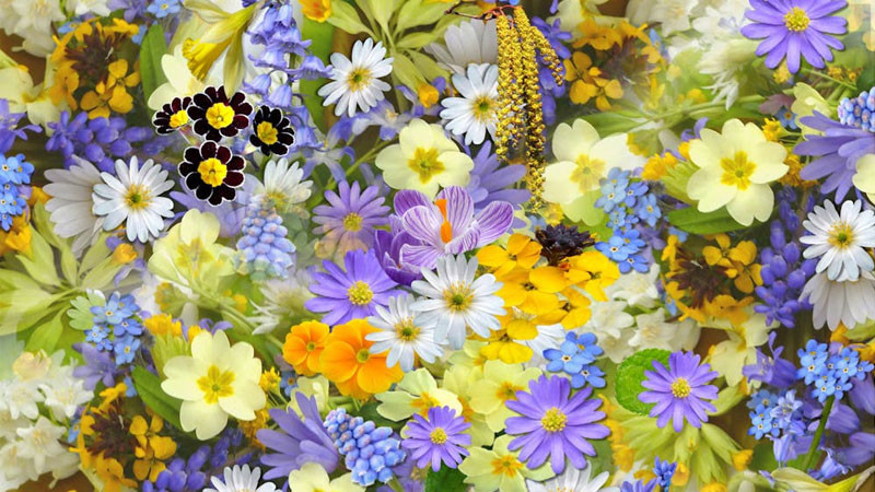 Bó hoa oải hương khô trong ánh sáng lofi chiều tà