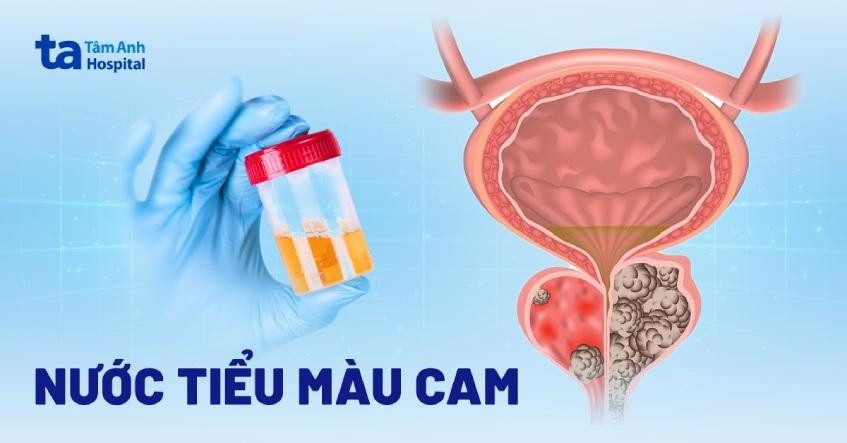 Cảnh vật liệu và bảng màu với màu đỏ, vàng, cam cà rốt đã pha