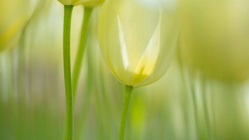 Cánh đồng hoa lofi dưới ánh nắng dịu nhẹ