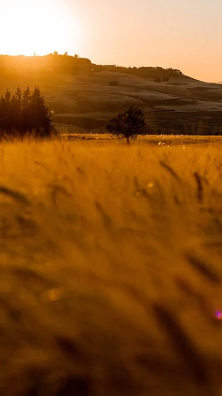 Con đường vắng quanh co giữa rừng cây với ánh sáng lofi mềm mại