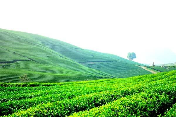 Đồi chè xanh mướt trải dài tít tắp, biểu tượng của sức sống thiên nhiên