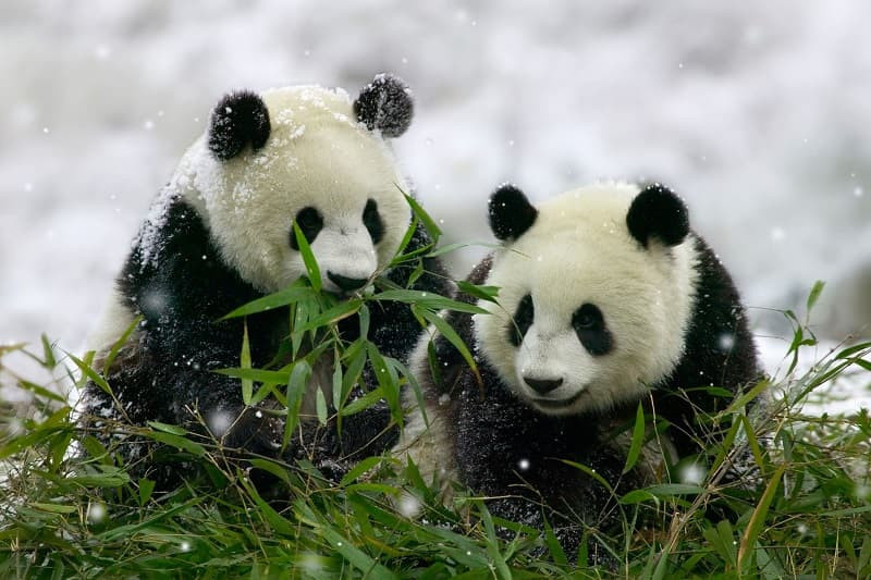 Gấu trúc con nhìn ngắm xung quanh