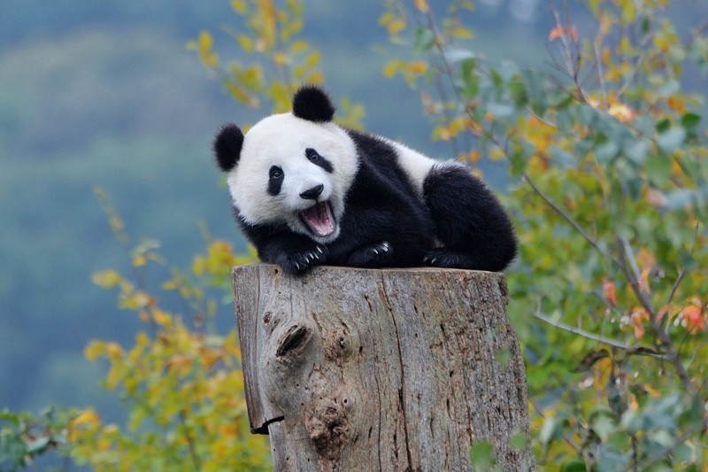 Gấu trúc đang ăn măng trúc