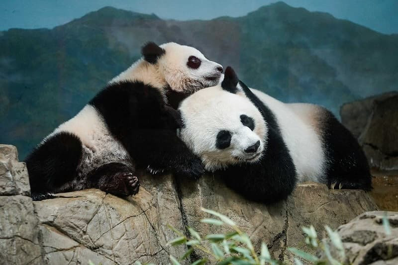 Gấu trúc mẹ đang cho con bú