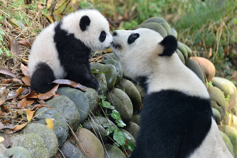 Gấu trúc mẹ và con trong khu bảo tồn