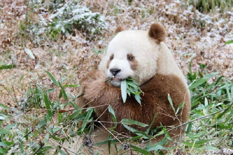 Gấu trúc nâu đang gặm tre