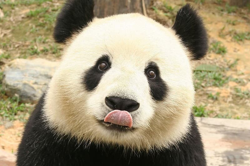 Gấu trúc trưởng thành đang nằm