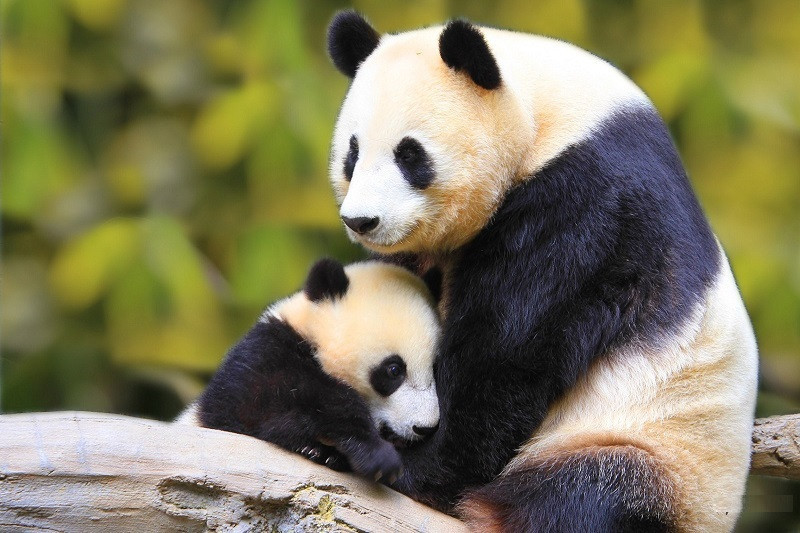 Hình ảnh gấu trúc mẹ và con non