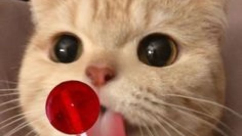 Hình ảnh mèo con đáng yêu với đôi mắt to tròn