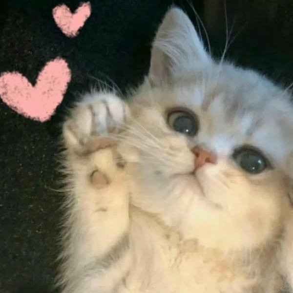 Hình ảnh mèo thật với hiệu ứng trái tim lung linh xung quanh