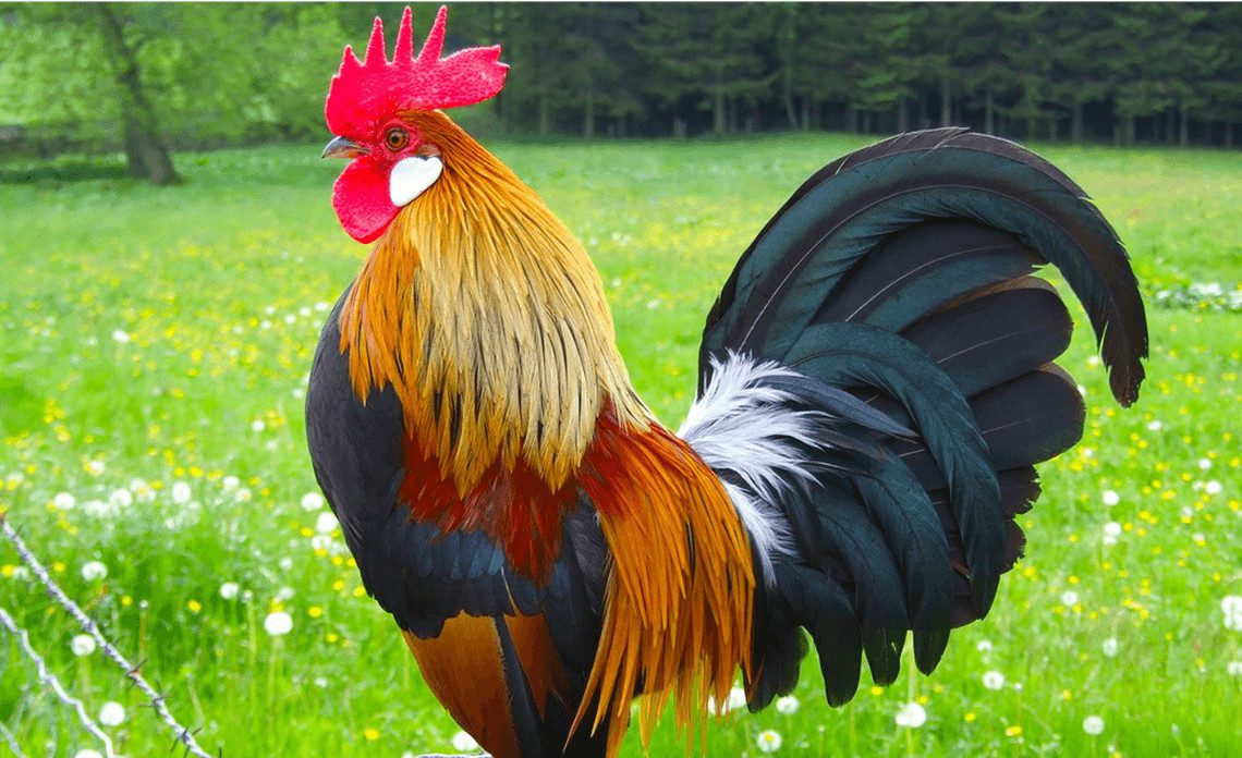 Các màu sắc tương hợp với người tuổi Kỷ Dậu mệnh Thổ theo nguyên lý ngũ hành