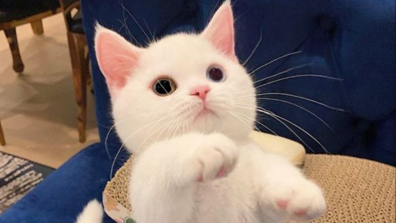 Mèo ta dễ thương với biểu cảm tò mò