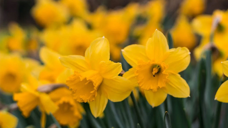 Một bình hoa lofi đặt trên bàn bên cửa sổ