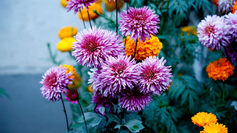 Một bông hoa cúc lofi đơn giản với nền mờ ảo