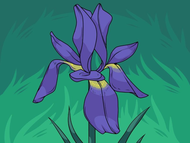 phác họa hình dáng cơ bản của bông hoa tulip bằng những đường nét đơn giản hình chữ U