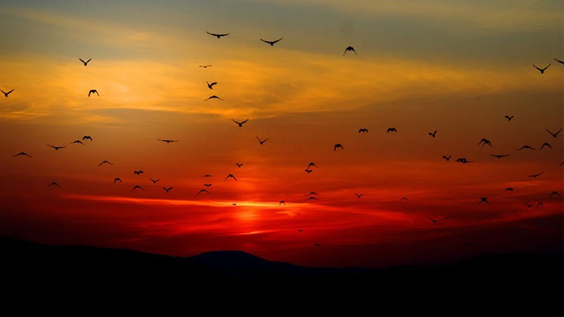 Sương mù lãng đãng trong nắng bình minh trên núi