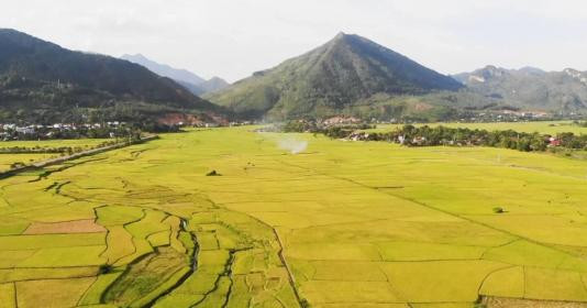 Bức tranh phong cảnh đồng lúa chín vàng rực rỡ trải dài ngút ngàn tầm mắt
