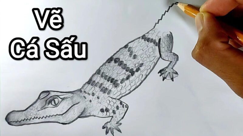 Thêm chi tiết chân và đuôi vào bản phác thảo hình dáng cá sấu đơn giản