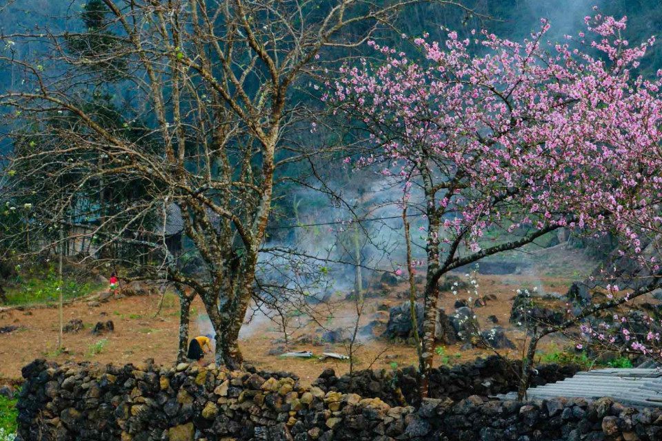 Vẽ tranh trang trí ngày Tết với cành hoa đào hồng thắm khoe sắc mùa xuân