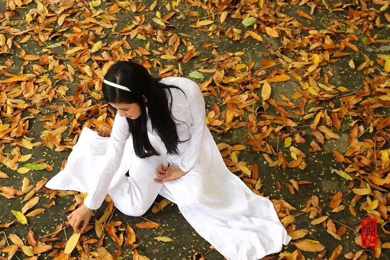 Phong cảnh mùa thu với con đường lá vàng rực rỡ và hàng cây khẳng khiu