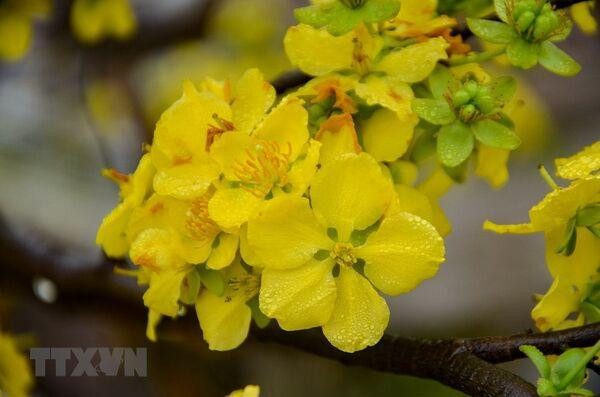Cành mai vàng rực rỡ khoe sắc trong bức tranh Tết đơn giản