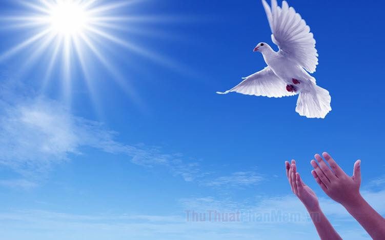 Khám phá ý nghĩa sâu sắc của tranh vẽ chim bồ câu biểu tượng hòa bình và tình yêu thiêng liêng