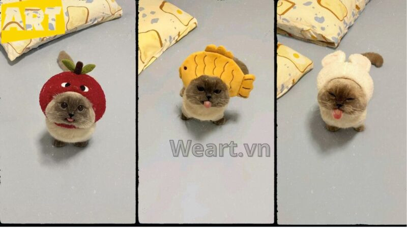 Bộ Sưu Tập Hình Ảnh Avatar Vô Tri Độc Đáo