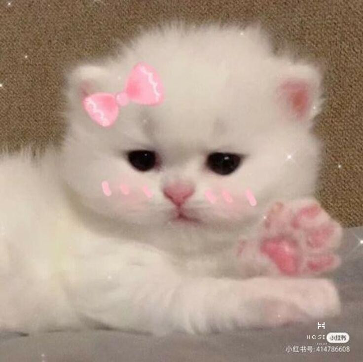 Avatar mèo cute với biểu cảm ngộ nghĩnh