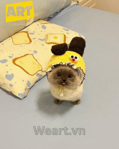 Bộ Sưu Tập Hình Ảnh Avatar Vô Tri Độc Đáo